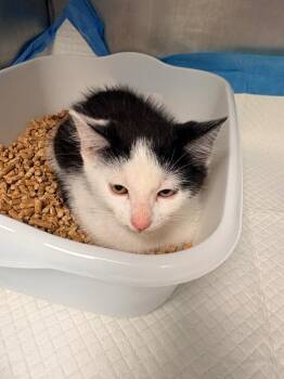Dr Pepper -  Domestic Short Hair Cat Available for Adoption in Morgantown, Kentucky - Dr Pepper | PetCurious