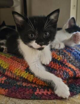 Domestic Short Hair Cats Available for Adoption in Evergreen, Colorado - Paprika | PetCurious