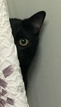 Bombay Cats Available for Adoption - Eloise | PetCurious