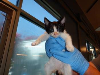 SCOUT -  Domestic Short Hair Cat for Adoption in San Jose, California - SCOUT | PetCurious