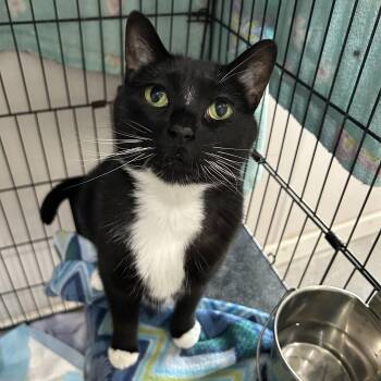 Rescue Domestic Short Hair Cats for Adoption in Lansing, Michigan - Margarita | PetCurious
