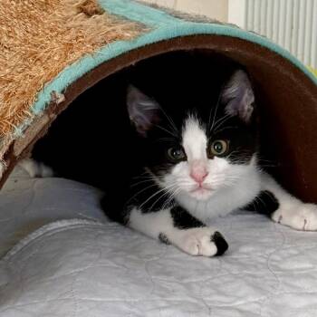 Mixtape aka The Bird -  Domestic Short Hair Cat for Adoption in Gibsonia, Pennsylvania - Mixtape Aka The Bird | PetCurious