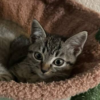 Rescue Domestic Short Hair Cats for Adoption in Austin, Texas - Xtra Gravy 30 | PetCurious