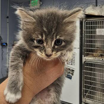 Domestic Short Hair Cats Available for Adoption in Martinsville, Virginia - Robbie | PetCurious