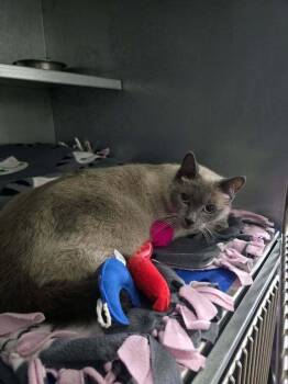 Gretchen -  Siamese Cat for Adoption in Mcpherson, Kansas - Gretchen | PetCurious