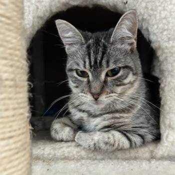 Rescue Tabby Cats for Adoption in Huntington, New York - Chiquita (extra Small) | PetCurious