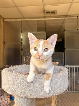 Domestic Short Hair Cats Available for Adoption in Greensburg, Pennsylvania - Uri | PetCurious