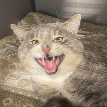 Yaps -  Domestic Short Hair Cat for Adoption in Sheridan, Wyoming - Yaps | PetCurious