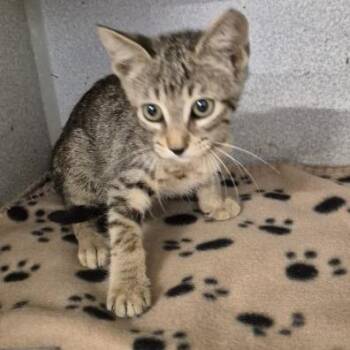 Mewtwo -  Domestic Short Hair Cat for Adoption in Austin, Texas - Mewtwo | PetCurious