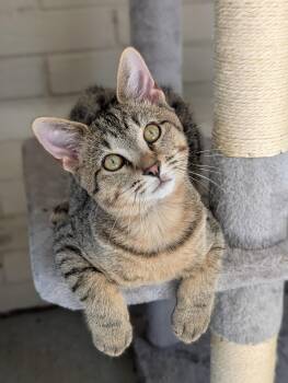 Riot -  Domestic Short Hair Cat for Adoption in Murfreesboro, Tennessee - Riot | PetCurious