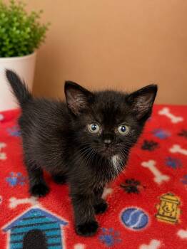 Jordan -  Domestic Short Hair Cat for Adoption in Gautier, Mississippi - Jordan | PetCurious