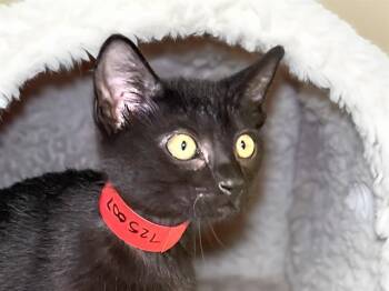 BERNIE -  Domestic Short Hair Cat for Adoption in Fort Lauderdale, Florida - BERNIE | PetCurious