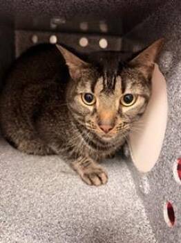 Domestic Medium Hair and Domestic Short Hair Cats Available for Adoption - Jasper | PetCurious