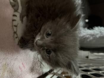 Lilac -  Domestic Long Hair Cat for Adoption in Olean, New York - Lilac | PetCurious