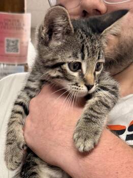 CAT - Vinny -  Domestic Short Hair and Tabby Cat for Adoption in Gilberts, Illinois - CAT - Vinny | PetCurious