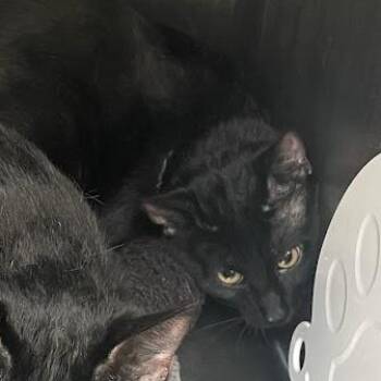Domestic Short Hair Cats Available for Adoption in Port Charlotte, Florida - Miranda | PetCurious