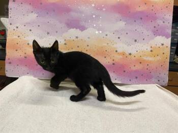 BLACKBERRY -  Domestic Short Hair Cat for Adoption in Modesto, California - BLACKBERRY | PetCurious