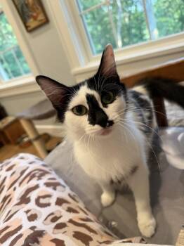 Pez Dispenser -  Domestic Medium Hair Cat for Adoption - Pez Dispenser | PetCurious
