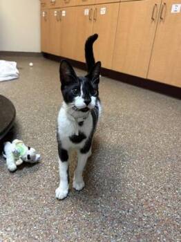 92956A Leo -  Domestic Short Hair Cat for Adoption in North Charleston, South Carolina - 92956A Leo | PetCurious