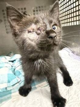 AVERY -  Domestic Short Hair Cat for Adoption in Chester, South Carolina - AVERY | PetCurious