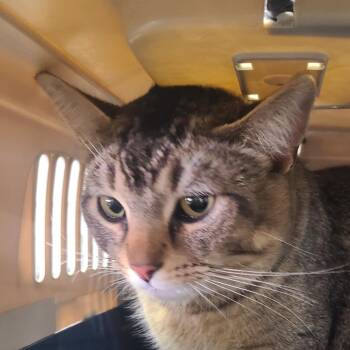 Rescue Domestic Short Hair Cats for Adoption in Hemet, California - Darby | PetCurious