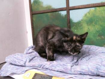 WENDY -  Domestic Short Hair Cat for Adoption in Houston, Texas - WENDY | PetCurious