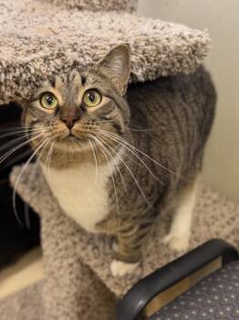 Domestic Short Hair Cats Available for Adoption in Boulder City, Nevada - Pepper | PetCurious