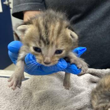 Newmar -  Domestic Short Hair Cat for Adoption in Galveston, Texas - Newmar | PetCurious