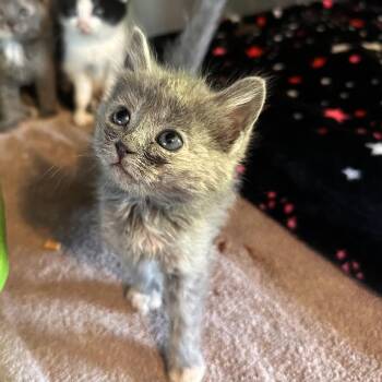 Passenger Airplane -  Domestic Short Hair Cat for Adoption in Rocky Mount, Virginia - Passenger Airplane | PetCurious