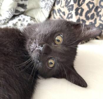 New Kid -  Domestic Short Hair Cat for Adoption in Ventura, California - New Kid | PetCurious