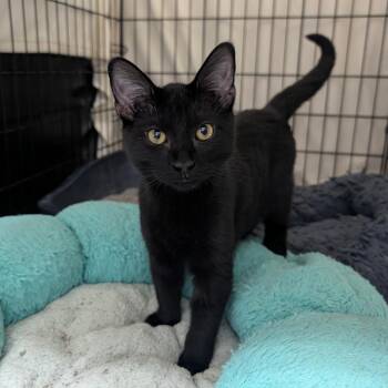 Crock Pot -  Domestic Short Hair Cat for Adoption in Detroit Lakes, Minnesota - Crock Pot | PetCurious