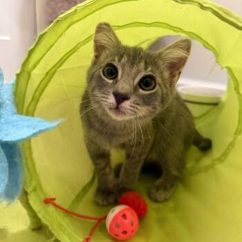 Mr Peabody -  Domestic Short Hair Cat for Adoption in Wilmington, North Carolina - Mr Peabody | PetCurious