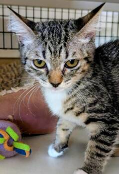 Jill -  Domestic Short Hair Cat for Adoption in St. Augustine, Florida - Jill | PetCurious