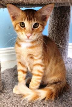 Rescue Domestic Short Hair Cats for Adoption in Mesquite, Nevada - Butterscotch | PetCurious