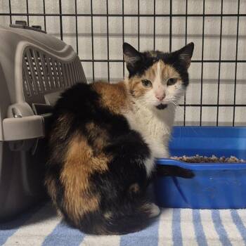 Babette -  Domestic Short Hair Cat for Adoption in Newark, New Jersey - Babette | PetCurious