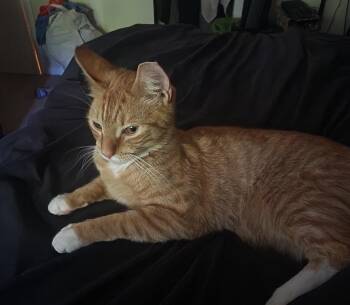 Vee -  Domestic Short Hair Cat for Adoption in Havertown, Pennsylvania - Vee | PetCurious