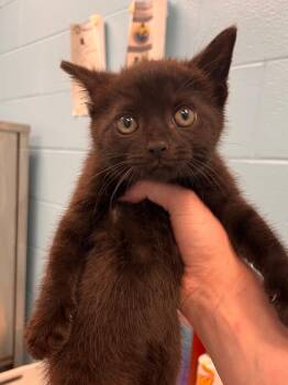 Candy -  Domestic Short Hair Cat for Adoption in Frankfort, Kentucky - Candy | PetCurious