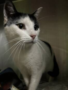 Rescue Domestic Short Hair Cats for Adoption in Spartanburg, South Carolina - Bert | PetCurious