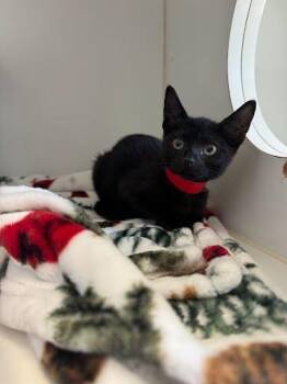 Sarah -  Domestic Short Hair Cat for Adoption in Oakland, California - Sarah | PetCurious