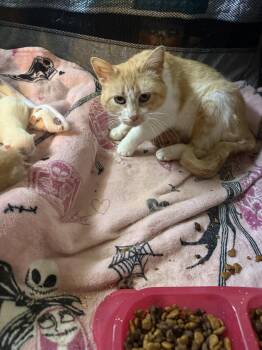 Penelope -  Domestic Short Hair Cat for Adoption in Dyer, Indiana - Penelope | PetCurious