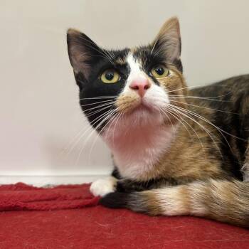 Tilly -  Domestic Medium Hair Cat for Adoption in Charleston, West Virginia - Tilly | PetCurious