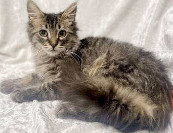 Moose -  Domestic Long Hair Cat for Adoption in Miami, Florida - Moose | PetCurious