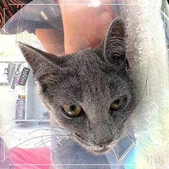 Olive -  Domestic Short Hair Cat for Adoption in Chapel Hill, North Carolina - Olive | PetCurious
