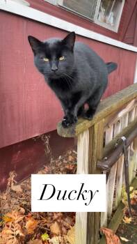 Rescue Domestic Short Hair Cats for Adoption in Barton, Vermont - Ducky | PetCurious