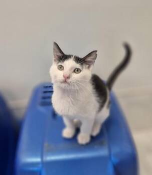 Harrison -  Domestic Short Hair Cat for Adoption in Venice, Florida - Harrison | PetCurious