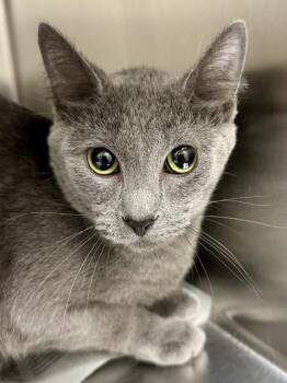 Ivy -  Domestic Short Hair Cat for Adoption in Wichita, Kansas - Ivy | PetCurious