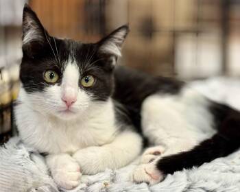 Beki -  Domestic Short Hair Cat for Adoption in San Jacinto, California - Beki | PetCurious