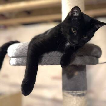 Rescue Domestic Short Hair Cats for Adoption in Eagle Mountain, Utah - Poe Fuchs | PetCurious