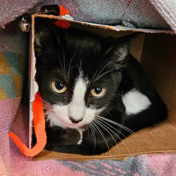 Woodpecker -  Domestic Short Hair Cat for Adoption in Los Angeles, California - Woodpecker | PetCurious