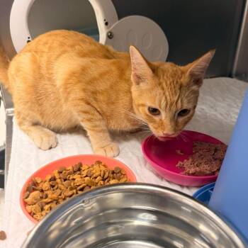 Taraji-C -  Domestic Short Hair Cat for Adoption in East St. Louis, Illinois - Taraji-C | PetCurious